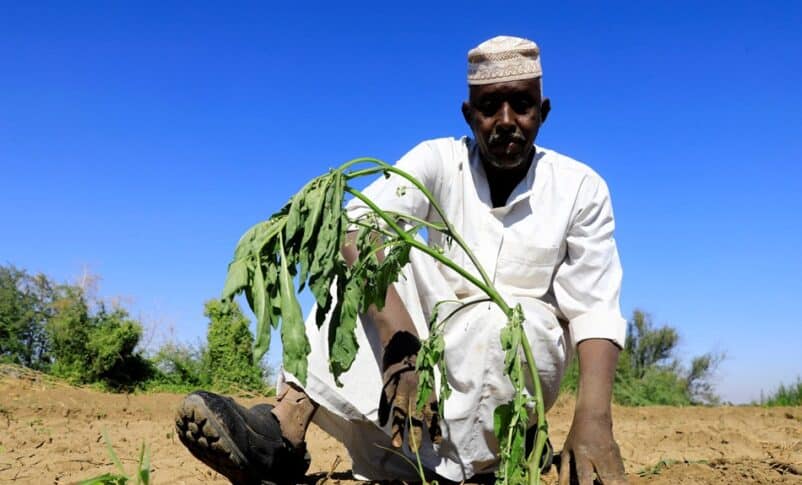 A Sudanese farmer plants eggplant in his farm in Tomnar village of Dongola, Sudan, Nov. 30, 2024. Photo Xinhua via Getty Images.