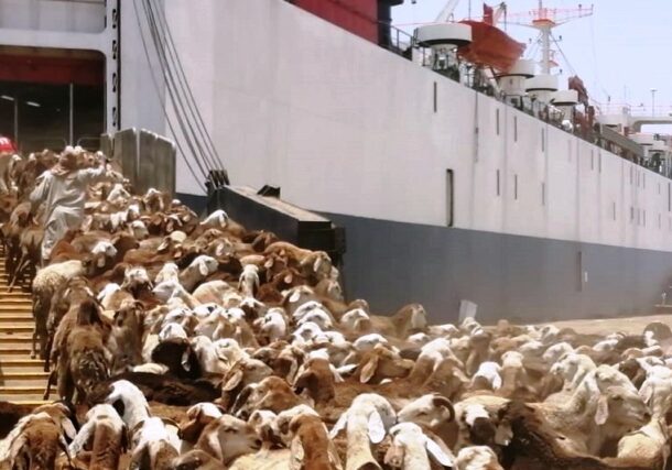 livestock exported to Saudi Arabia on Jan 24, 2021