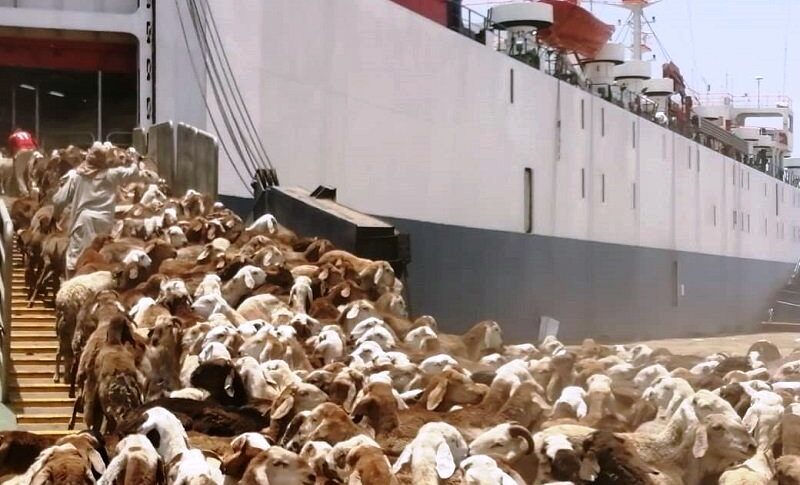 livestock exported to Saudi Arabia on Jan 24, 2021