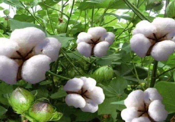 Sudanese cotton, file photo