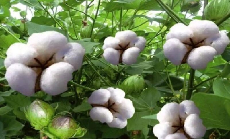 Sudanese cotton, file photo