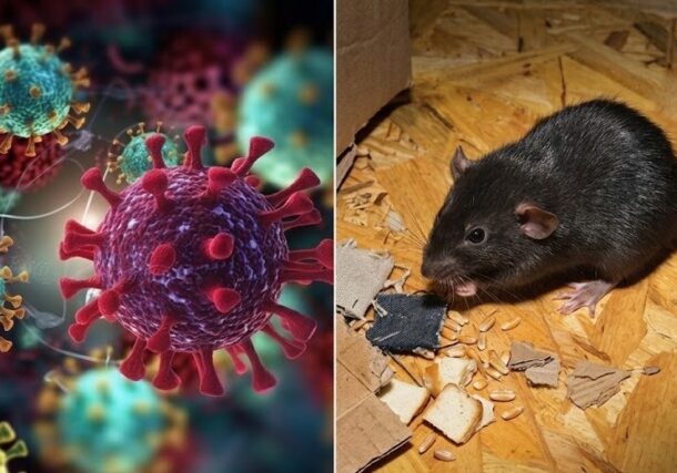 Hantavirus