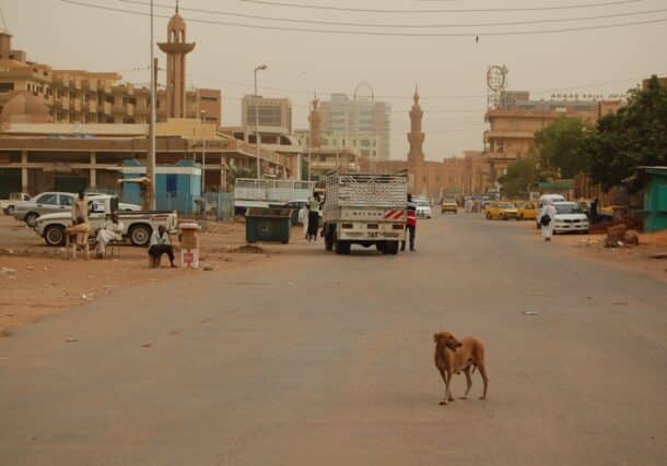Stray dog in Khartoum streets, photo Cairo to Delhi blog