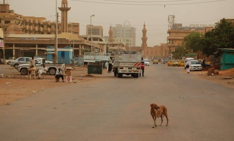 Stray dog in Khartoum streets, photo Cairo to Delhi blog