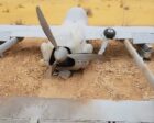 An FH-95 strategic drone downed northwest of El Obeid on July 13, 2026-1