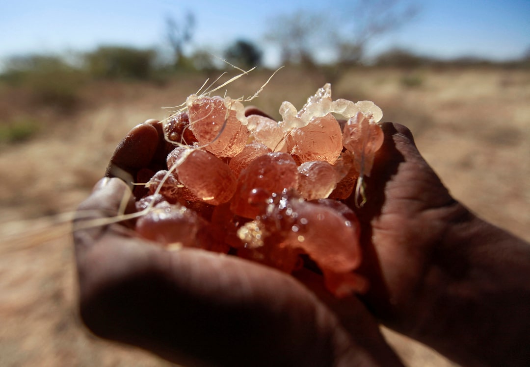 الأمم المتحدة: نهب وتهريب الصمغ العربي عبر دول الجوار يمول حرب السودان