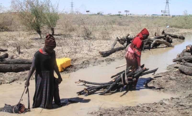 Sudanese women collect firewood from what remains of the Sunt Forest, an urban forest mainly made of Acacia trees, in the capital Khartoum on February 7, 2026.