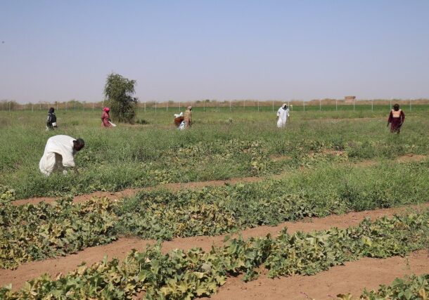 Sudanese workers move seedlings at a farm south of Khartoum