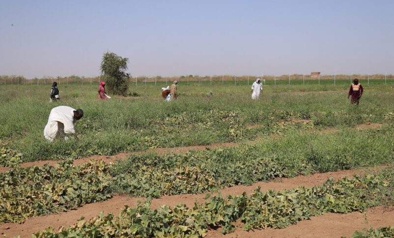 Sudanese workers move seedlings at a farm south of Khartoum